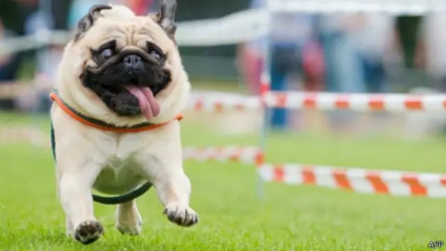 扁面狗的鼻子独特,原来是牠们容易呼吸困难的原因。