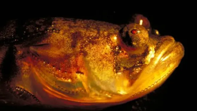 اكتسب هذا السمك اسمه لأن مكتشفوه الأوائل لاحظوا تشابه الأعضاء التي تصدر ضوءا في جسمه بأزرار زي ضباط البحرية الأمريكية.