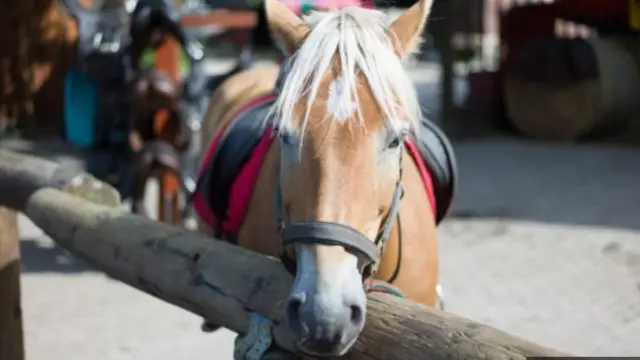 تم تدريب خيول من سلاسلات مختلفة.