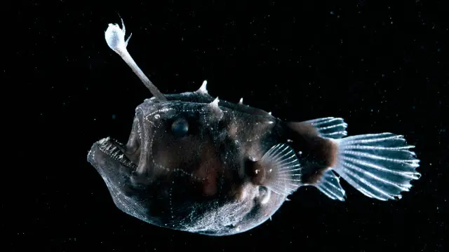 Cá vây chân Himantolophus với ánh sáng đánh lừa