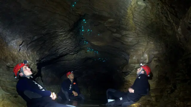 Ấu trùng phát sáng trong hang động Waitomo