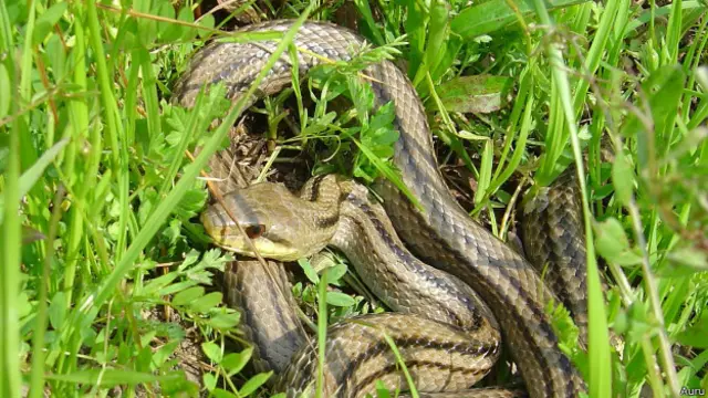 岛蛇是日本的原生蛇