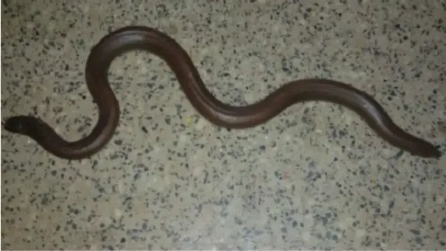 Chechen ayol internetda sikiladi (porno)