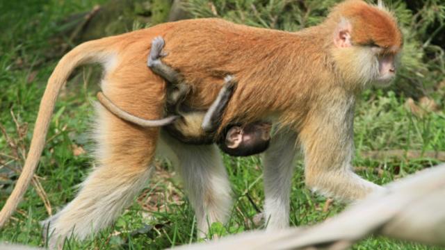 赤猴也排汗旺盛（图片来源：Getty Images）