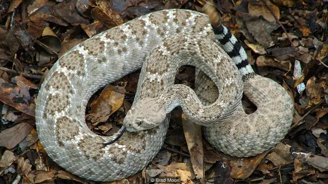 Yalangoch xotinlarning dumbalari