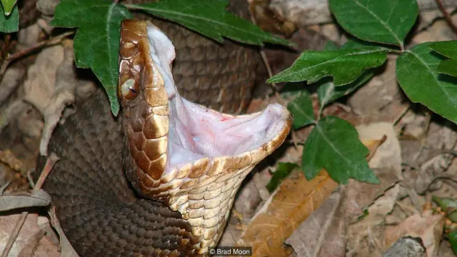 Drupli jinsiy azolarning fotosurati Fetish Yaponiya Xitoy porno