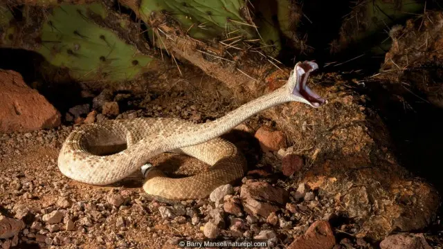 Erkak ayolni tekinga yaladi Er va xotin ormon boylab yalangoch yurishmoqda.