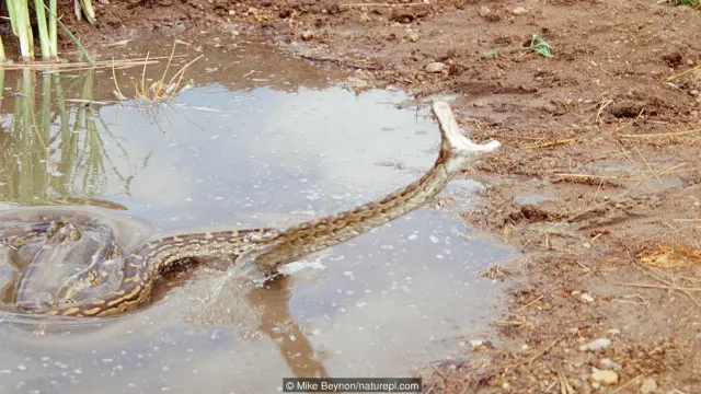 Ular sanca batu Afrika