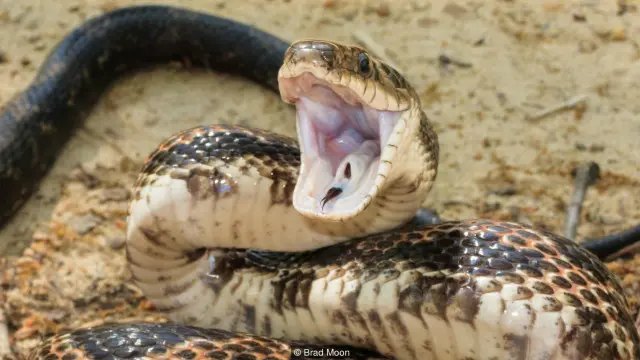 Anal jinsiy aloqa ich qotishi bilan yordam beradimi? Porno yulduz Mendes Maritsa surati