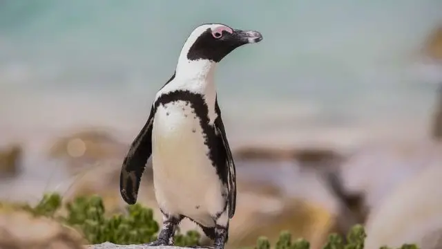 دنیا میں پینگوئن کے 20 ہزار سے بھی کم جوڑے پائے جاتے ہیں