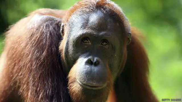 Data terbaru memperkirakan ada 1.800 penangkapan kera besar selama 10 tahun terakhir.