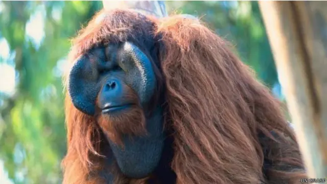 Di Kalimantan dan Sumatera pengalihan fungsi lahan membuat penangkapan orang utan meningkat.