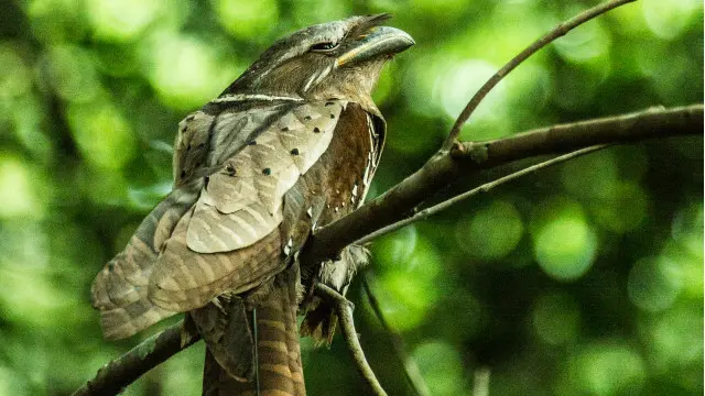 Burung Frogmouth menatap ke arah para pengunjung pameran foto.