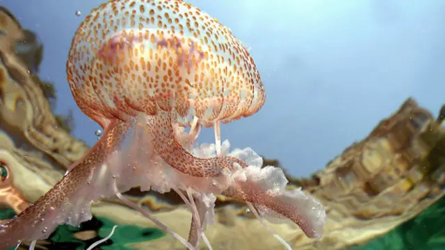 有人認為水母的數量正在暴增(圖片來源: Getty Images)