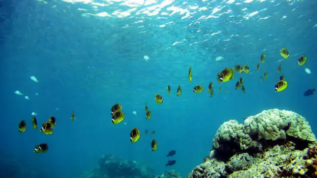 帕帕哈瑙莫誇基亞國家海洋保護區是生物多樣性的樂土，也是珍稀珊瑚和魚類的家園（圖片來源：Getty Images）