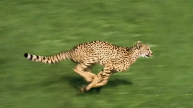 الشيتا هو أسرع حيوان بين الثدييات