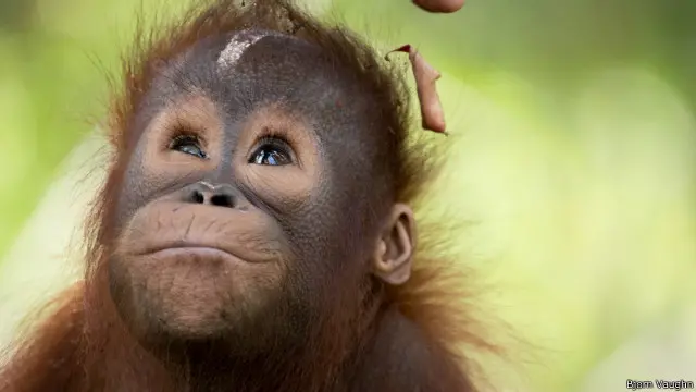 Otong, adalah seekor bayi orangutan, yang terancam dengan kebakaran hutan dan lahan di Kalimantan.