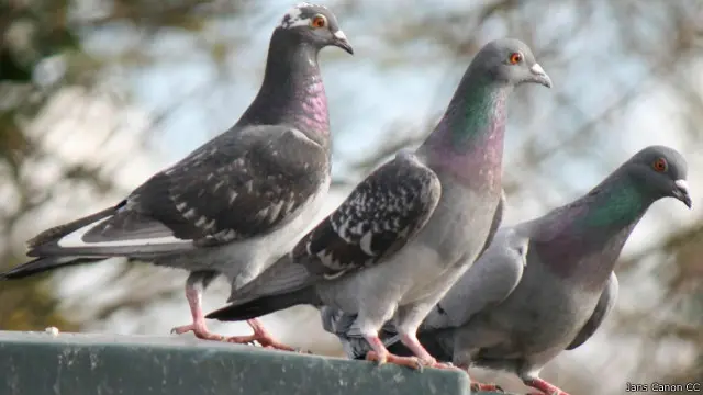Pigeon