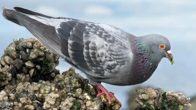 Pigeon