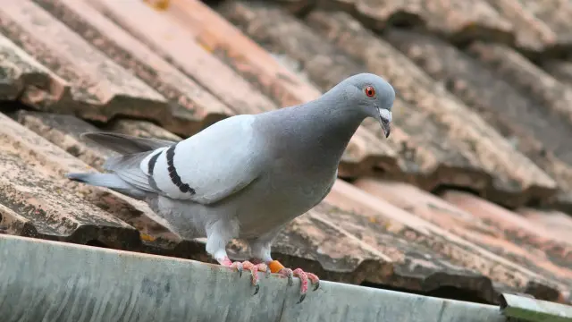 Pigeon