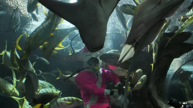 新加坡海底世界的潜水员在水底工作