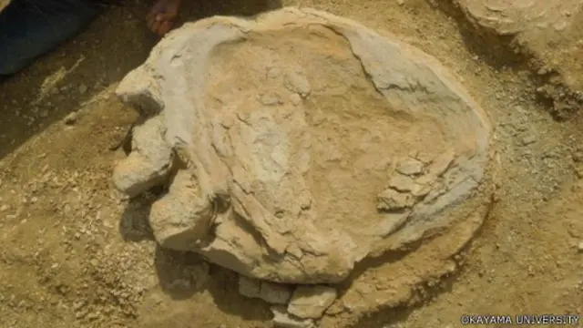 脚掌形状很清楚。 