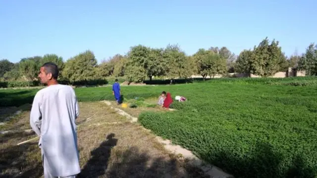 دغه ښځې له ګهیځ تر مازدیګره په سره لمر کې کار کوي