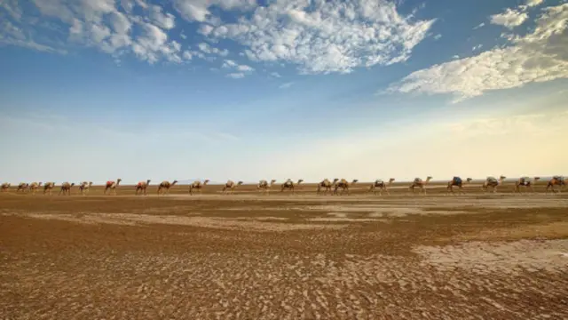 驼队将盐运送到遥远的西部有公路的地方（图片来源：Dave Stamboulis）