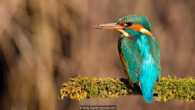 Kingfisher