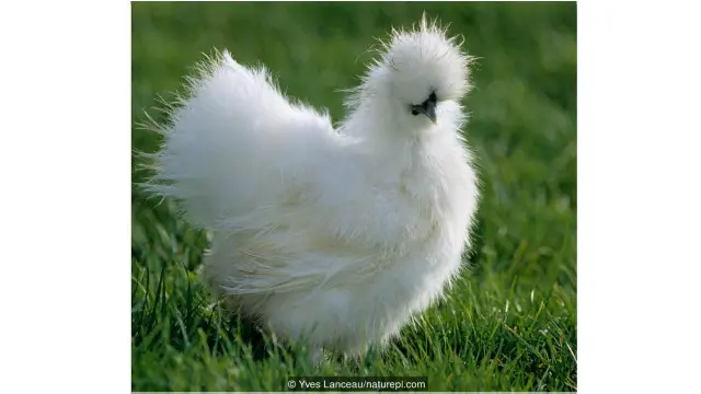 Ayam silkie