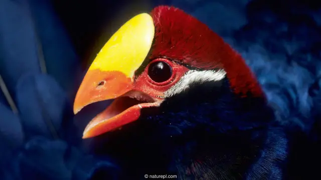 violet turaco
