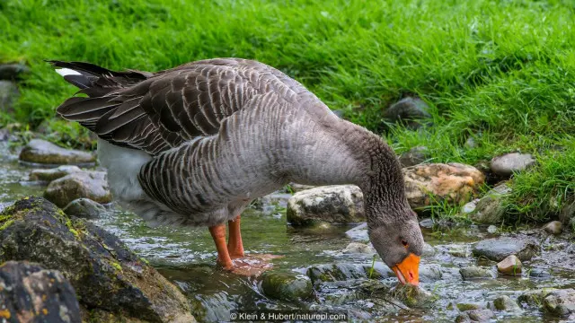 Rügener goose