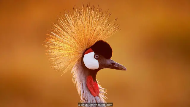 burung jenjang mahkota abu-abu