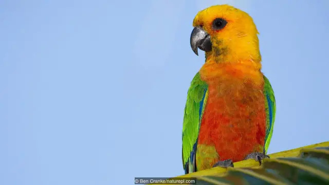 burung parkit jandaya