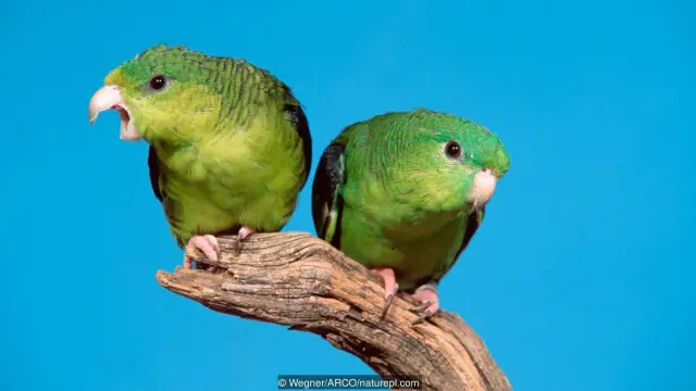 burung parkit barred