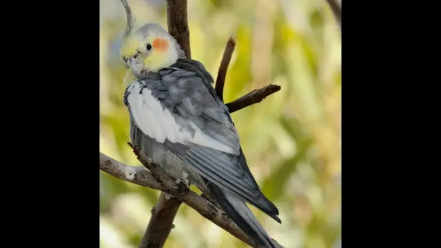 Nymphicus hollandicus, burung kakaktua kecil