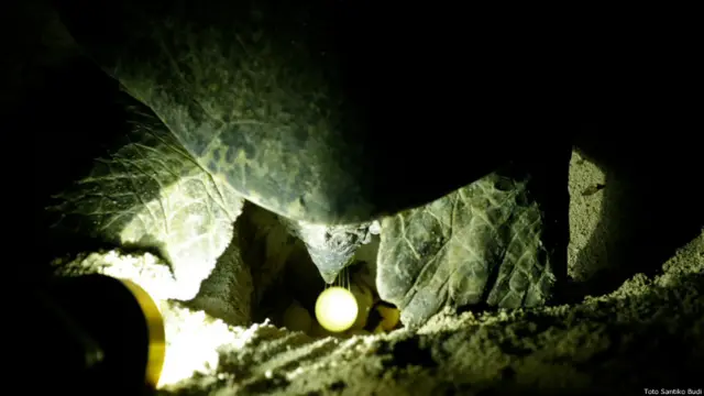 Pulau Sangalaki. Foto oleh Toto Santiko Budi.