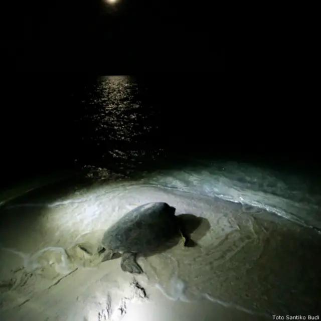 Penyu di Pulau Sangalaki