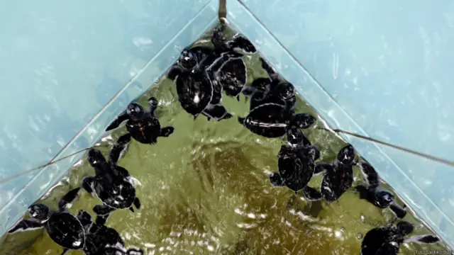 Anak penyu di Pulau Sangalaki