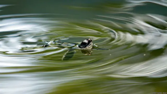 Anak penyu di Pulau Sangalaki
