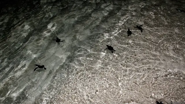 Anak penyu di Pulau Sangalaki