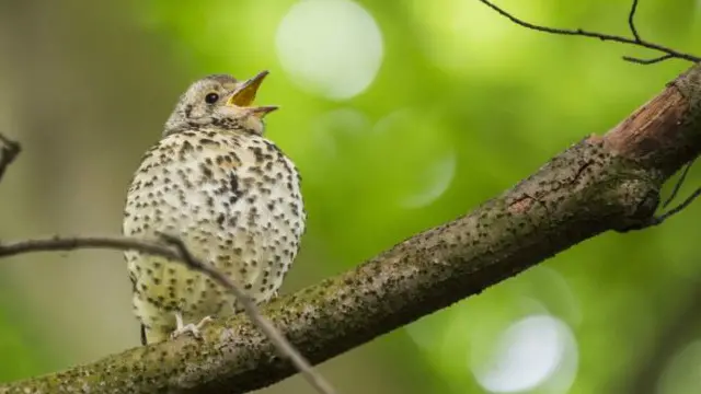 أطلقت الشركة البريطانية على التكنولوجيا الجديدة اسم "التغريد" لاعتمادها على الإشارة الصوتية في نقل البيانات