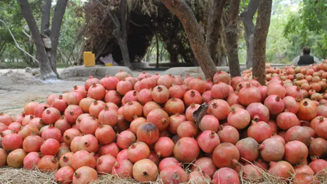 د کندهار باغ لرونکي هر کال د انارو له باغونو په منځنۍ ټوګه ۵۰ زره ټنه انار تر لاسه کوي، چې نیمی یې بهرنیو هېوادونو ته صادرېږي.