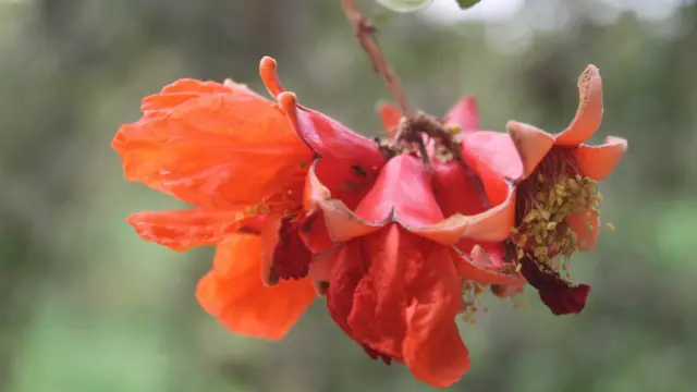 انار د لمریز کال د وري یا حمل په میاشت کې ګلونه غوړوي او بیا د تلې (میزان) په میاشت کې د فصل را ټولولو وخت يې پیلېږي.