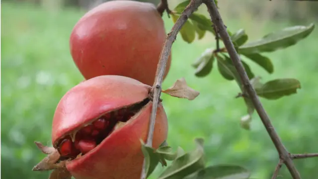 کندهار کې سوداګر او باغ لرونکي وايي چې دغه ميوه د کوکنارو يو ښه بديل هم کېدای شي.