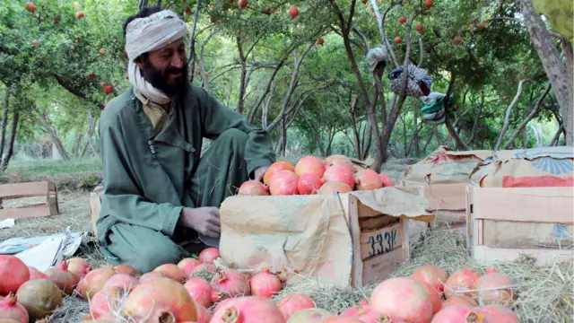 د کندهار د کرنې ریاست د مخکینۍ ارزونې له مخي د دغه ولایت په پنځو ولسوالیو کي پر څه باندي ۲۰۰۰ هکټاره ځمکه د انارو باغونه شته.