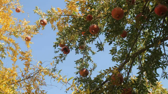 د کندهار باغ لرونکي په دې باور دي که د طبیعی افاتو اوناروغیو مخنیوی وشي او په فني ډول د انارو روزنه ترسره شي د کلنيو محصولاتو په برخه کې به يې ښه والی راشي.