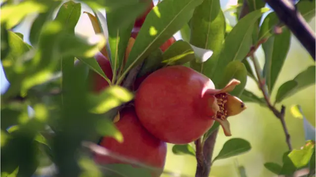 په افغانستان کې د انارو موسم را رسېدلی دی. د کندهار انار په دغه هېواد کې مشهور دي او بهرنيو هېوادونو ته هم صادېرېږي.