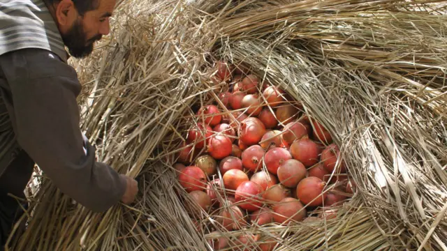په کندهار کې د انارو له غوړو څخه یو ډول صابون هم جوړېږي، چې ډېری خلک يې خوښوي.