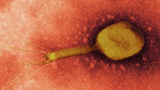 віруси-бактеріофаги